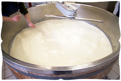 making halloumi cheese