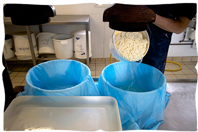 making halloumi cheese