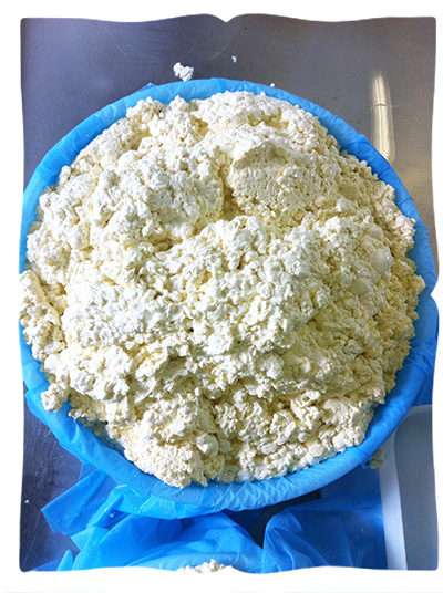making halloumi cheese