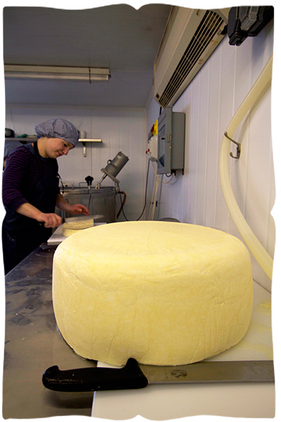 making halloumi cheese