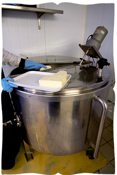 making halloumi cheese