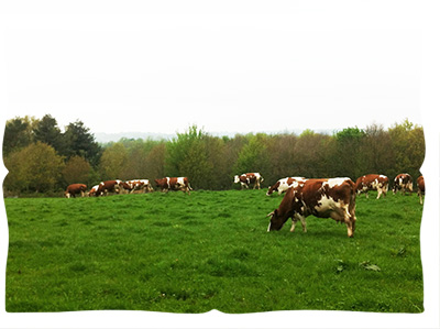 making halloumi cheese