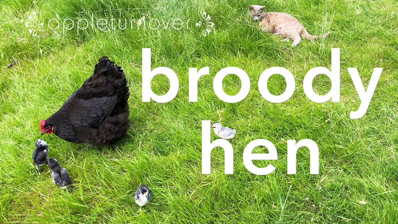 appleturnover broody hen with chicks and the cat