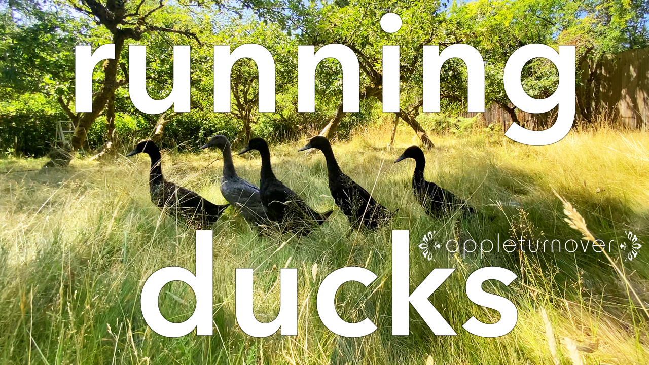 running ducks